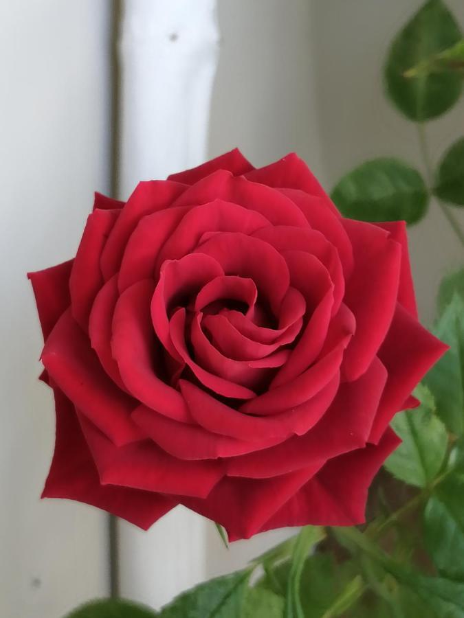 Apartment Red Rose *
